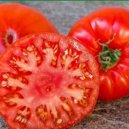bio-tomata-il-pantano-romanesco